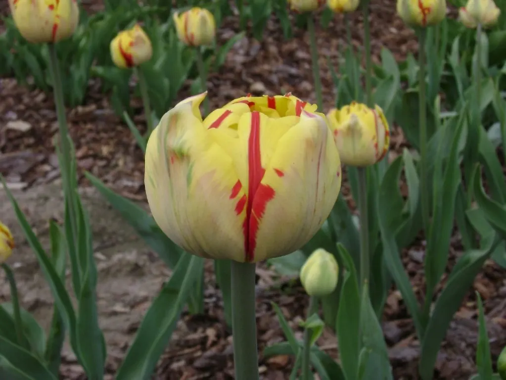 Botanical Tulip (Tulipa Turkestanica) — and naturalized areas.<br><br>Growing to an approximate height of 6-10 inches
