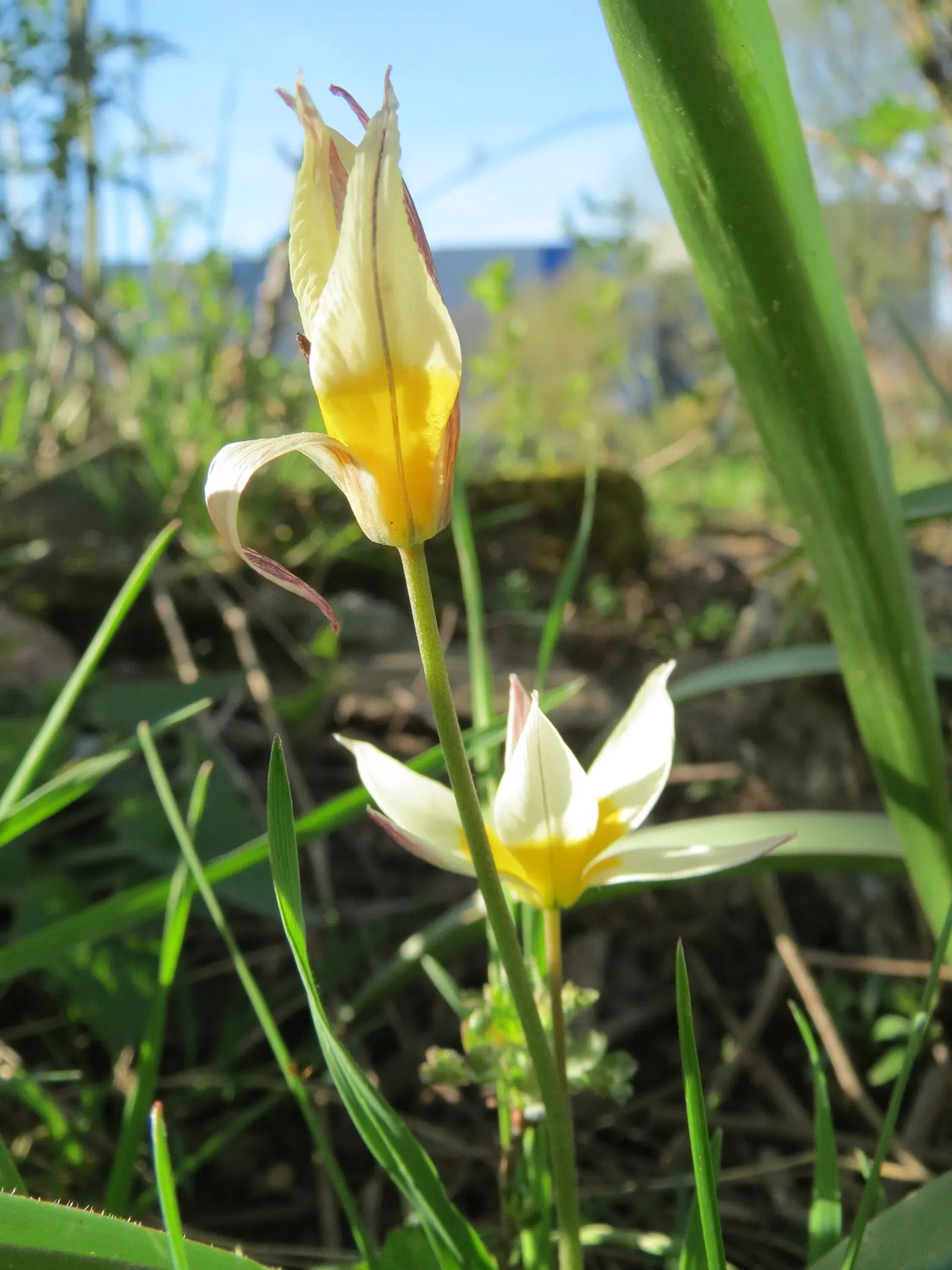 Botanical Tulip (Tulipa Turkestanica) — This diminutive species reaches a mere 4-10 inches in height; and is particularly suited to rock gardens, image 164