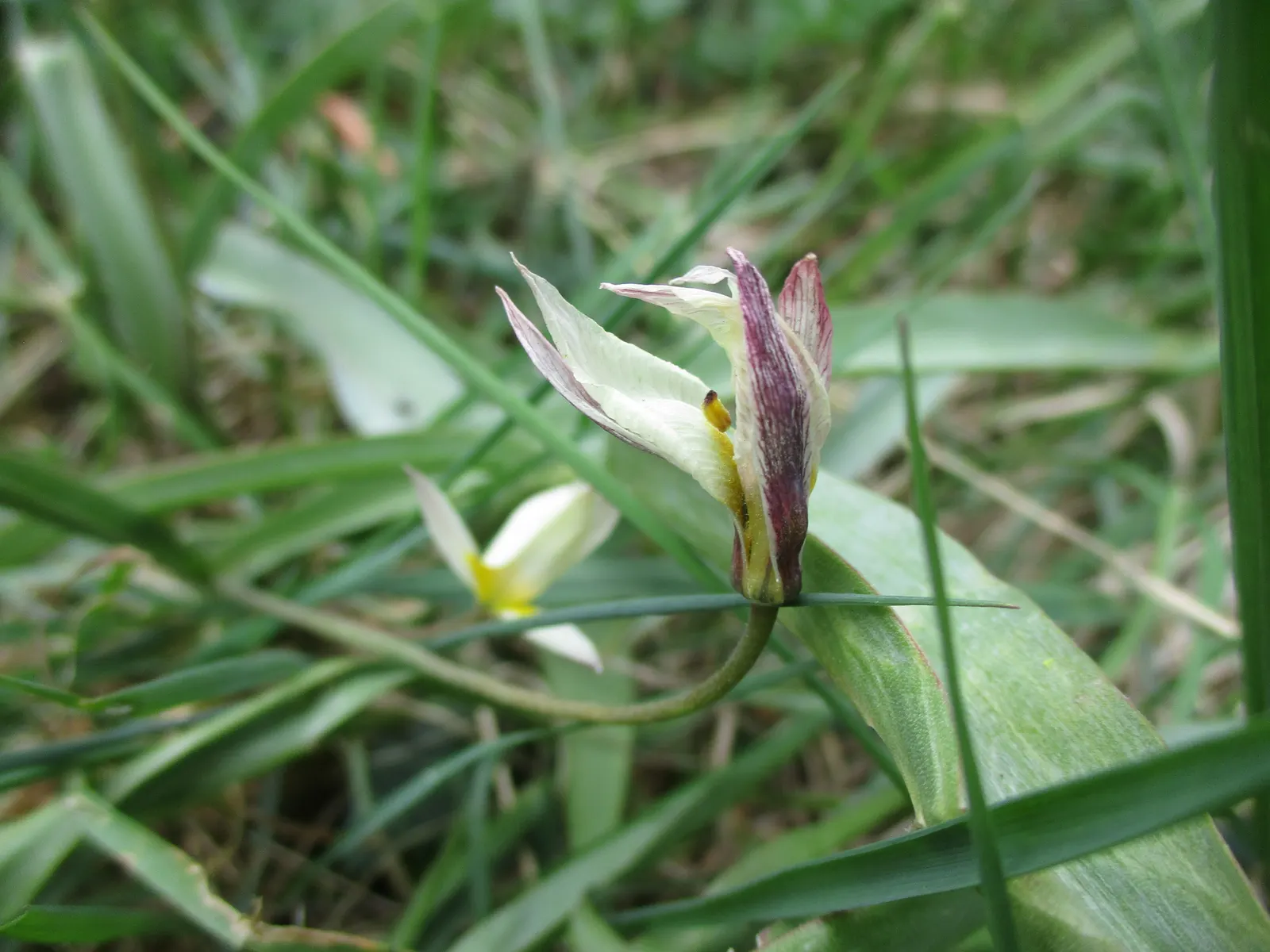 Botanical Tulip (Tulipa Turkestanica) — and is particularly suited to rock gardens; making it an excellent selection for areas where such pests are, image 92