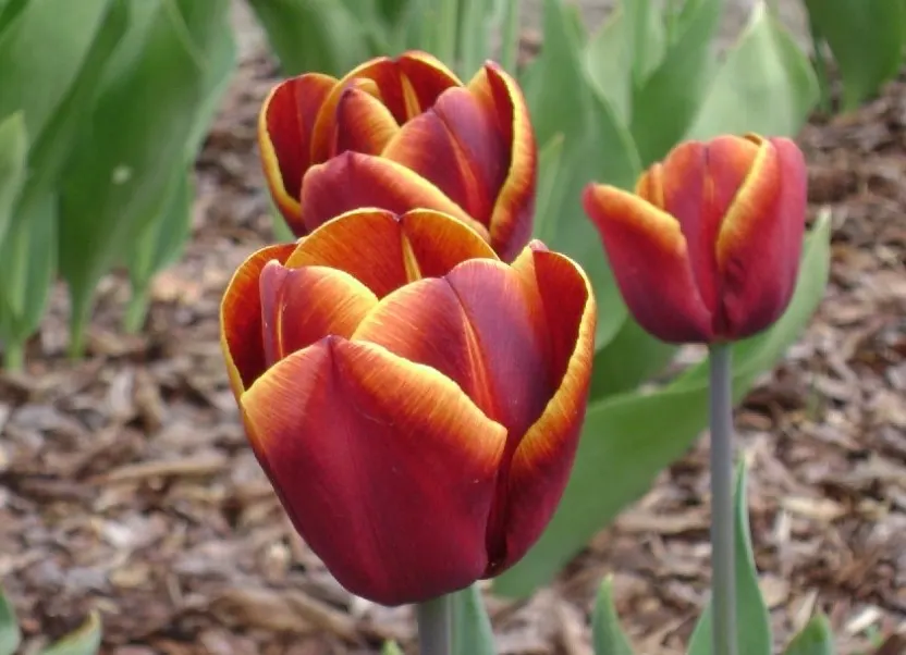 Botanical Tulip (Tulipa Turkestanica) — It\'s also an ideal choice for individuals seeking a natural
