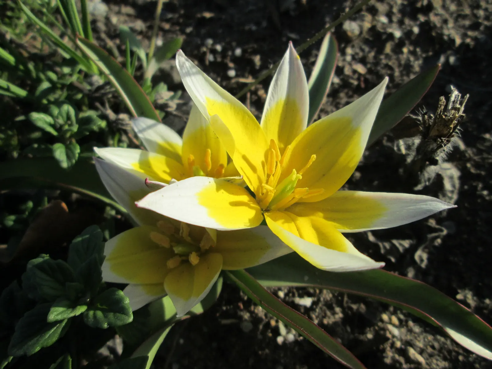 Botanical Tulip (Tulipa Turkestanica) — A low-maintenance, drought-tolerant early bloomer