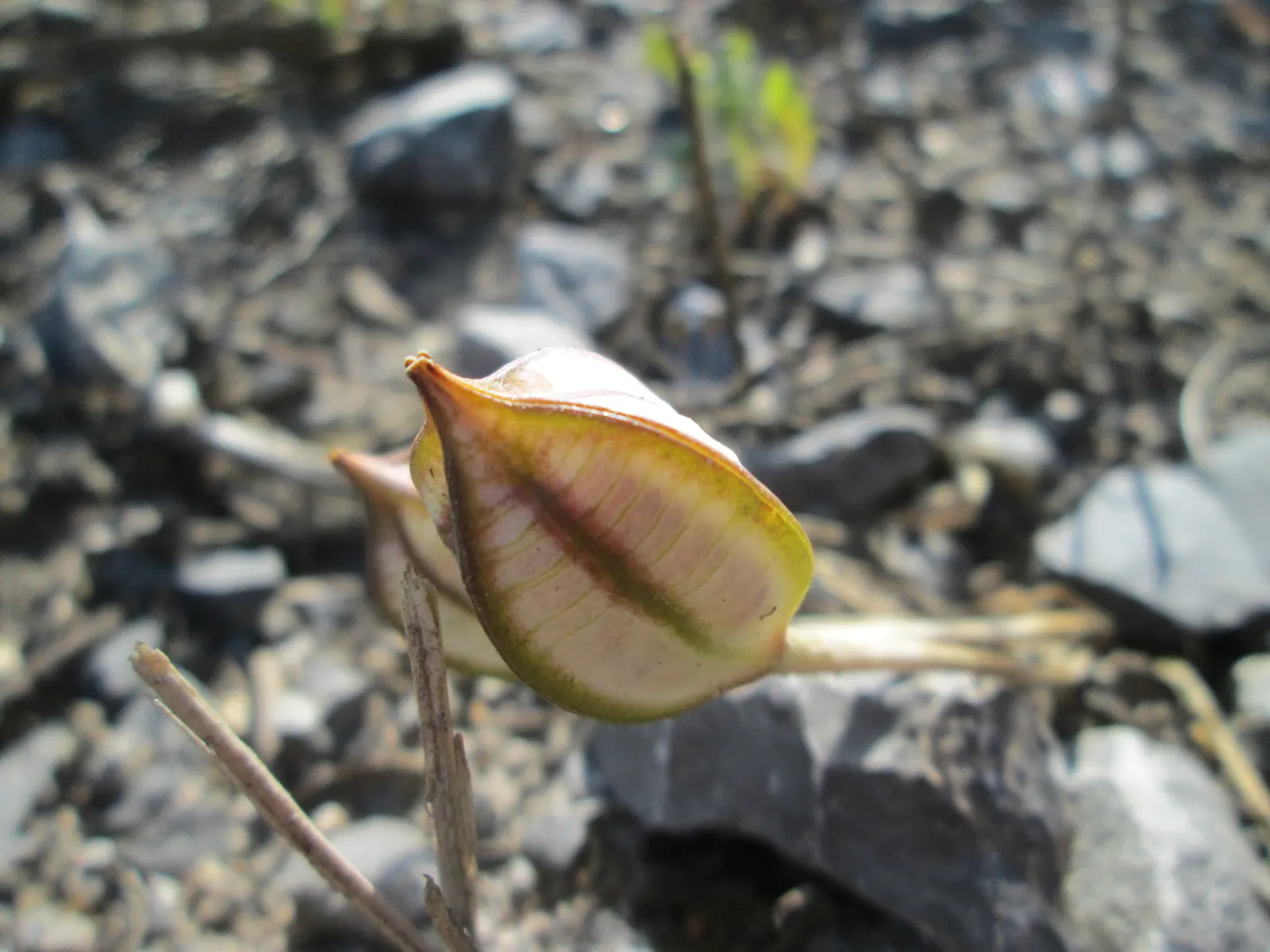 Botanical Tulip (Tulipa Turkestanica) — "Tulipa turkestanica" boasts multiple flowers per stem (up to 12)