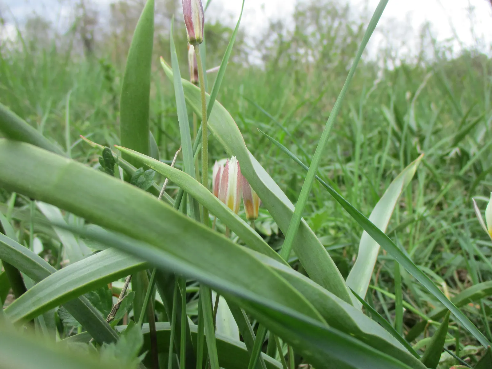 Botanical Tulip (Tulipa Turkestanica) — white and yellow flowers in the garden; thriving in USDA hardiness zones 3-8, image 106
