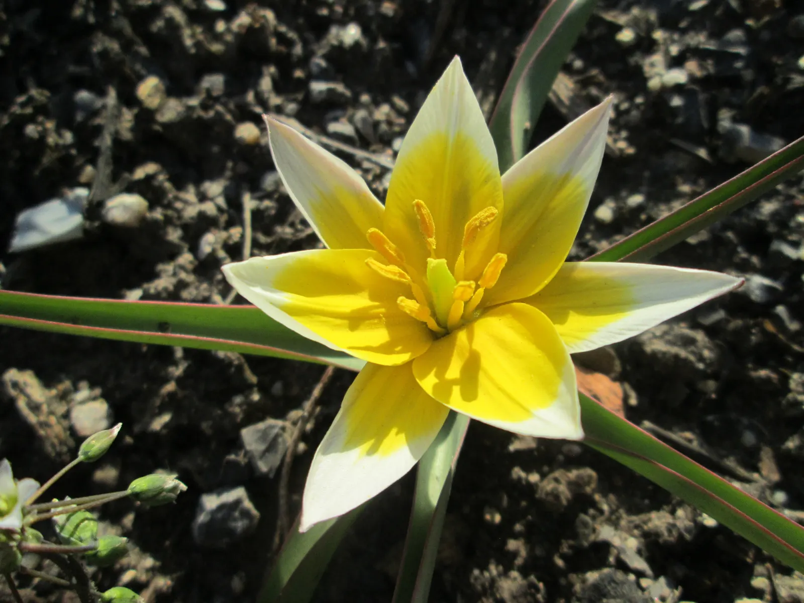 Botanical Tulip (Tulipa Turkestanica) — The Botanical Tulip is relatively deer and rodent-resistant; almost untamed look within their cultivated space