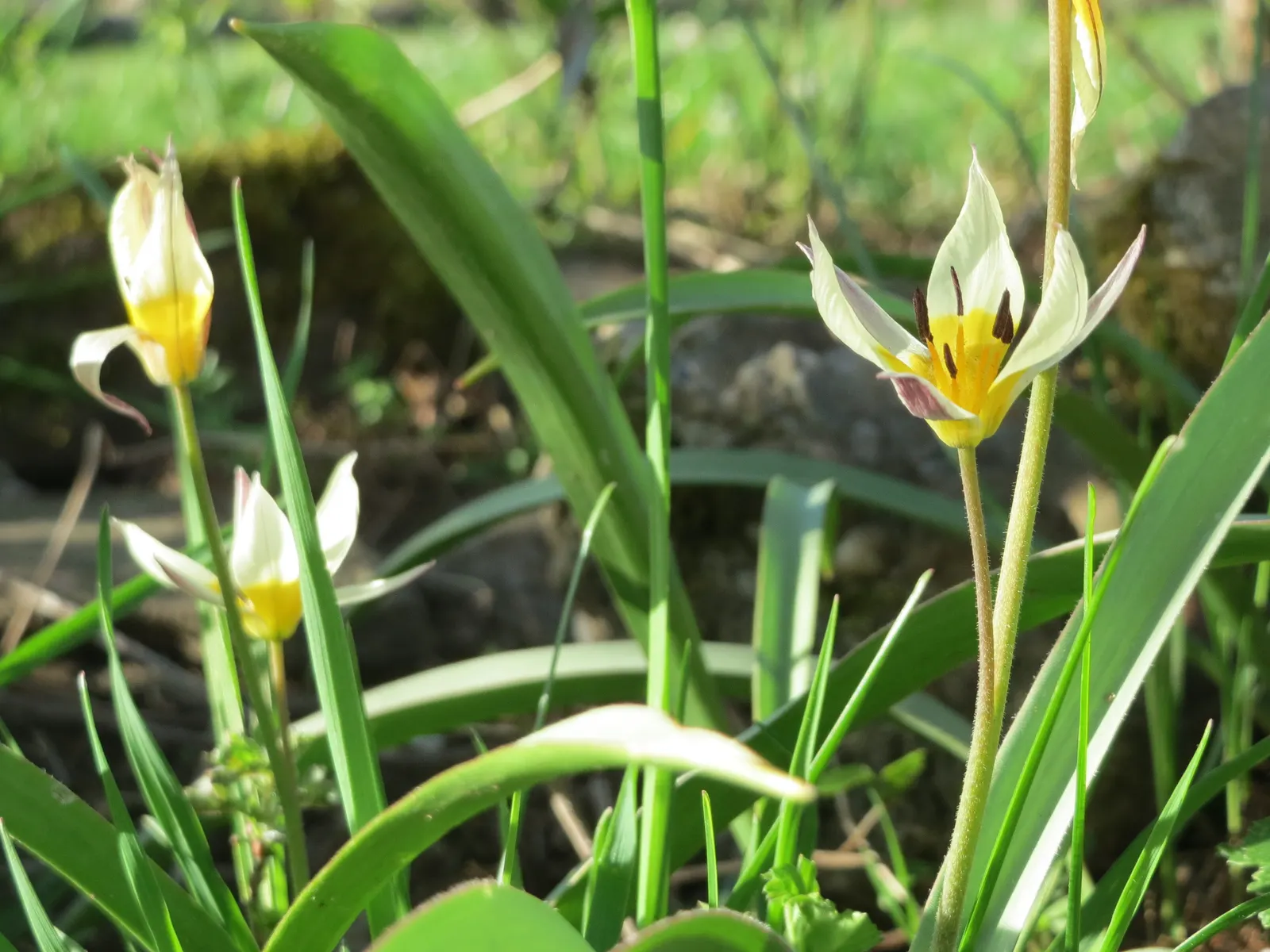 Botanical Tulip (Tulipa Turkestanica) — each flower measuring about 1.5-2 inches in diameter; tulipa turkestanica, or Botanical Tulip, is a, image 151