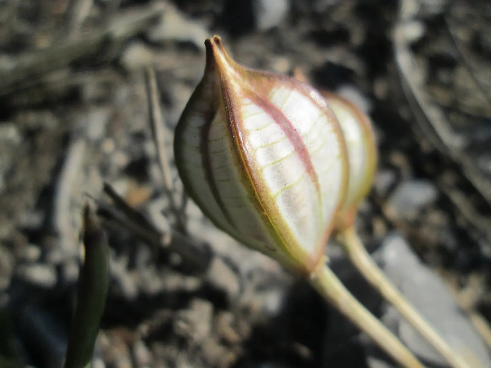 Botanical Tulip (Tulipa Turkestanica) — This diminutive species reaches a mere 4-10 inches in height; and is particularly suited to rock gardens, image 191