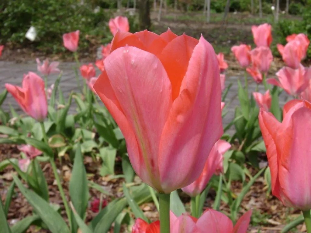 Botanical Tulip (Tulipa Turkestanica) — as it tends to self-seed and multiply, image 104