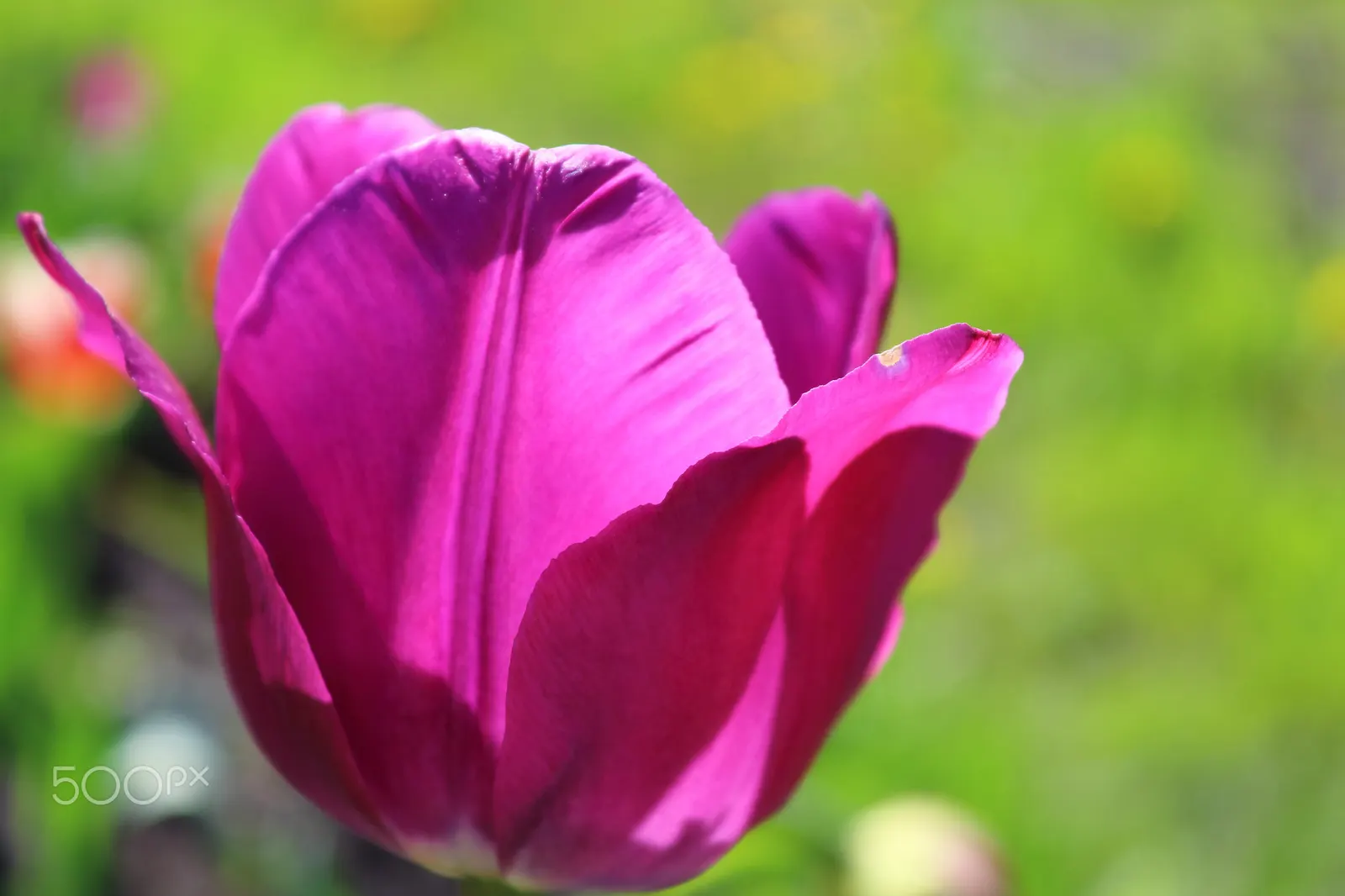 Botanical Tulip (Tulipa Turkestanica) — This diminutive species reaches a mere 4-10 inches in height; and is particularly suited to rock gardens, image 110