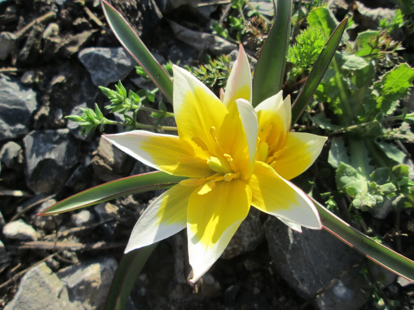 Botanical Tulip (Tulipa Turkestanica) — This diminutive species reaches a mere 4-10 inches in height; and is particularly suited to rock gardens, image 83