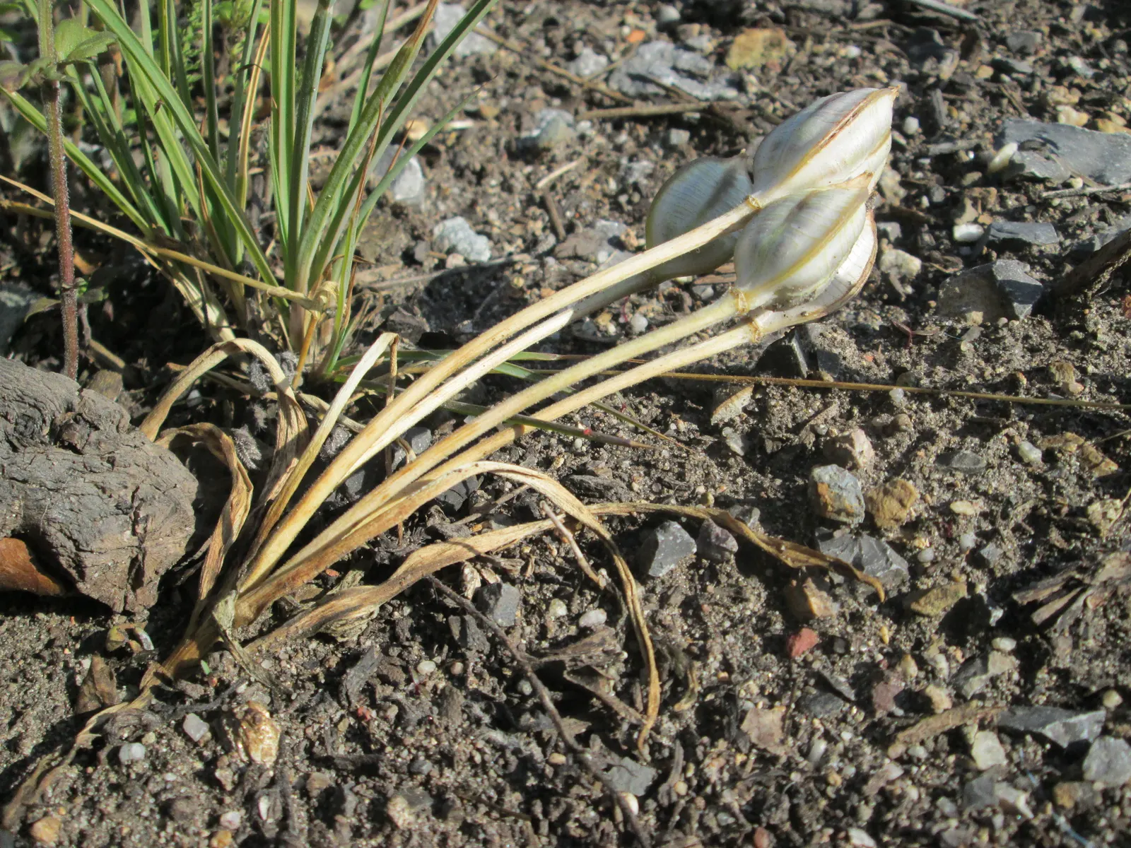 Botanical Tulip (Tulipa Turkestanica) — each flower measuring about 1.5-2 inches in diameter; tulipa turkestanica, or Botanical Tulip, is a, image 178