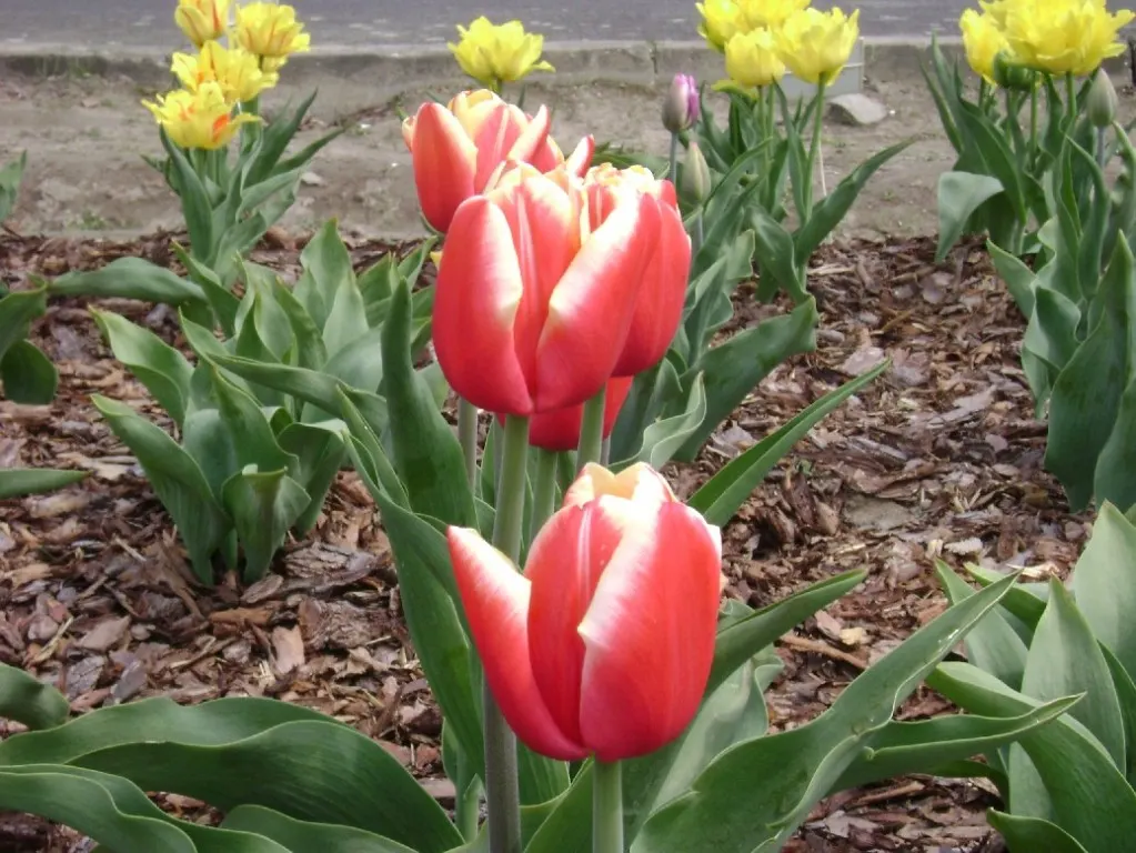 Botanical Tulip (Tulipa Turkestanica) — Ideal for rock gardens and front-of-border placement, offering a naturalized look, image 86