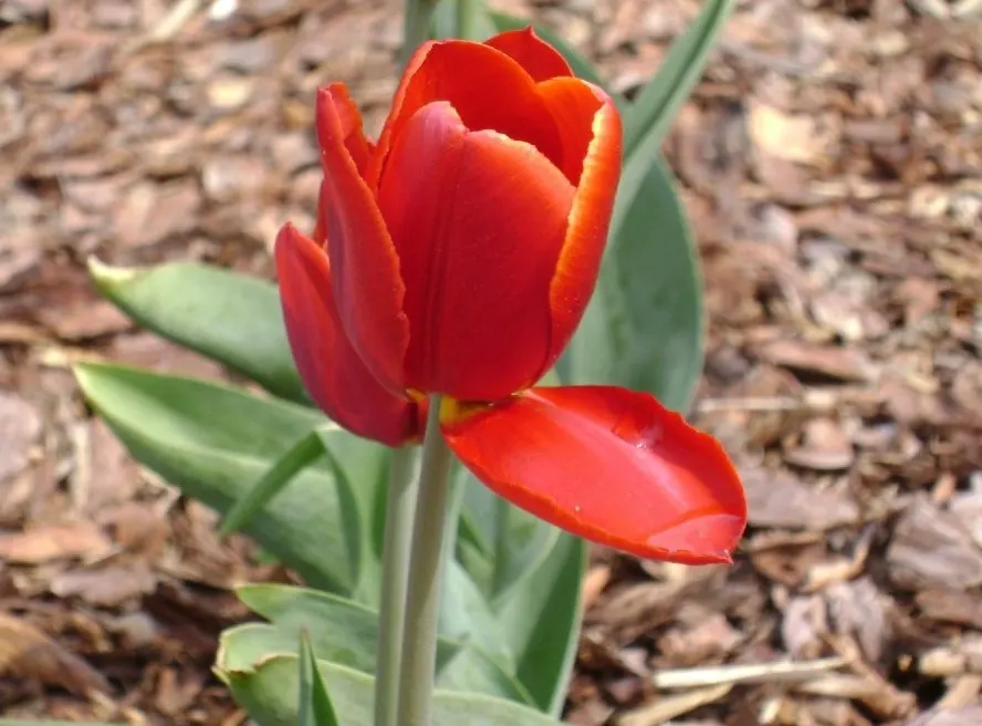 Botanical Tulip (Tulipa Turkestanica) — and naturalized areas.<br><br>Growing to an approximate height of 6-10 inches; bulb for full or half, image 147