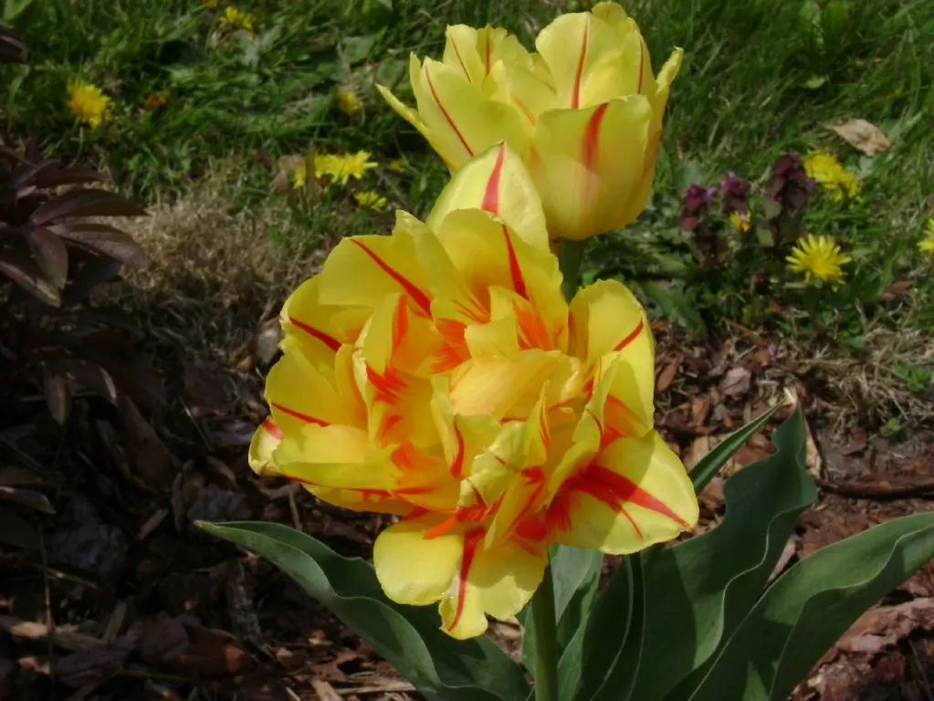 Botanical Tulip (Tulipa Turkestanica) — and naturalized areas.<br><br>Growing to an approximate height of 6-10 inches; bulb for full or half, image 174