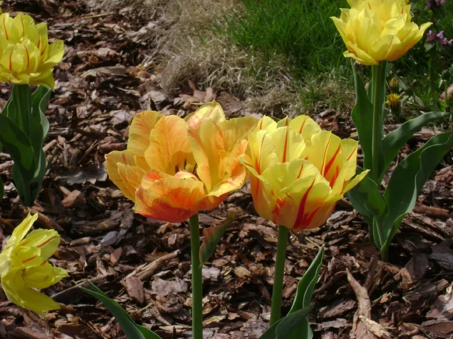 Botanical Tulip (Tulipa Turkestanica) — making it an excellent selection for areas where such pests are a concern; this diminutive species reaches, image 155