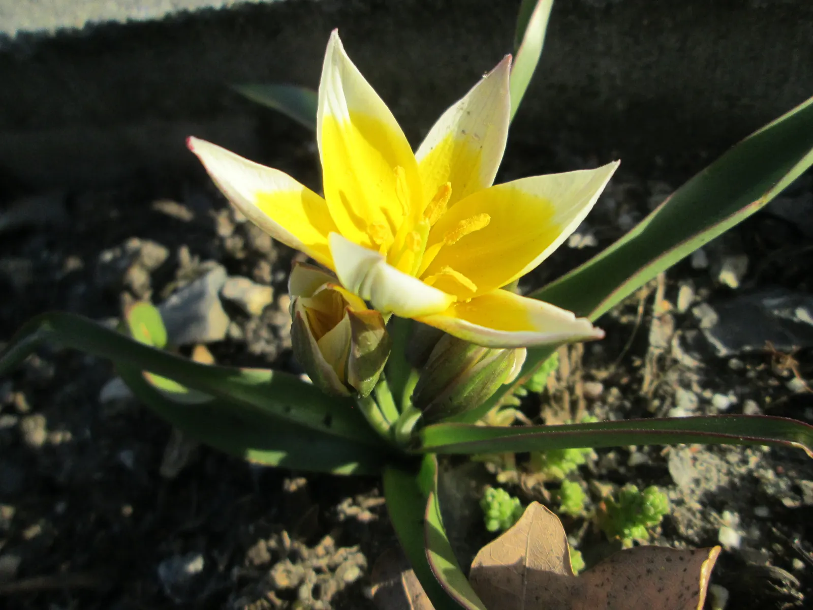 Botanical Tulip (Tulipa Turkestanica) — It boasts 1-12 star-shaped, cream to white flowers with a yellow center per stem; open wide under the, image 57