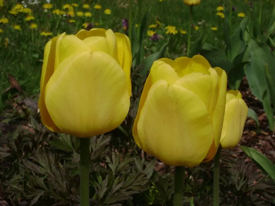 Botanical Tulip (Tulipa Turkestanica) — white and yellow flowers in the garden