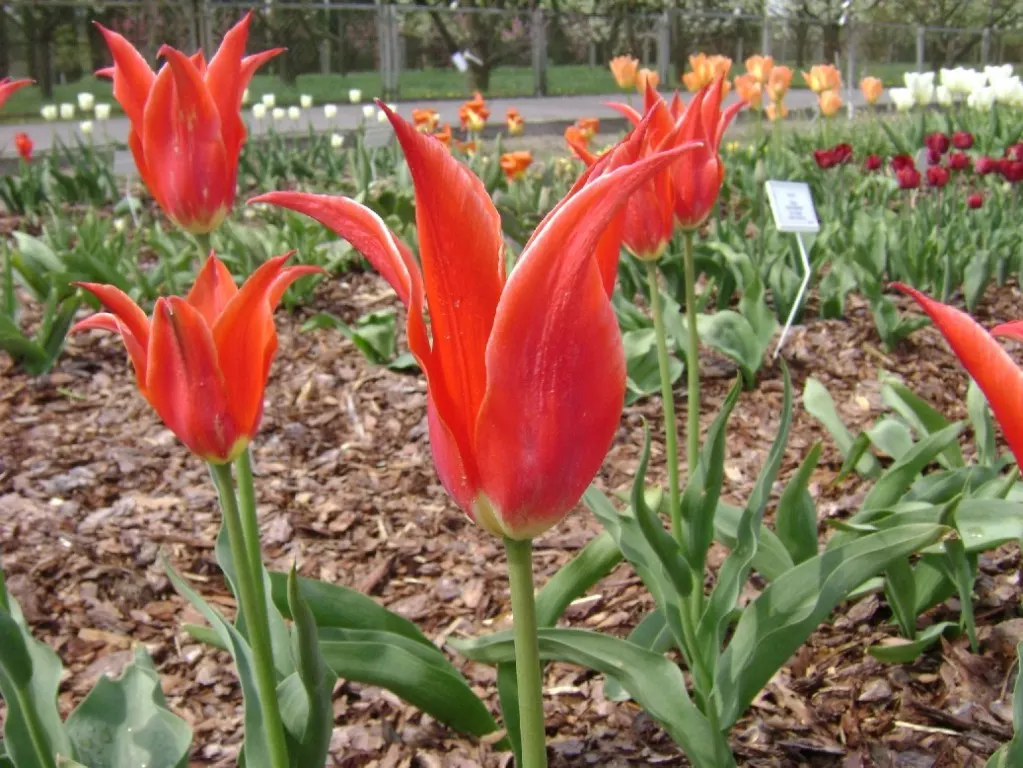 Botanical Tulip (Tulipa Turkestanica) — A low-maintenance, drought-tolerant early bloomer; and naturalized areas.<br><br>Growing to an approximate, image 141