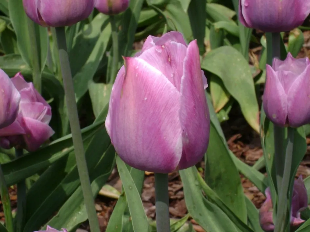 Botanical Tulip (Tulipa Turkestanica) — lending a touch of wild beauty to the cultivated garden landscape; bulb with white and yellow blooms, image 170