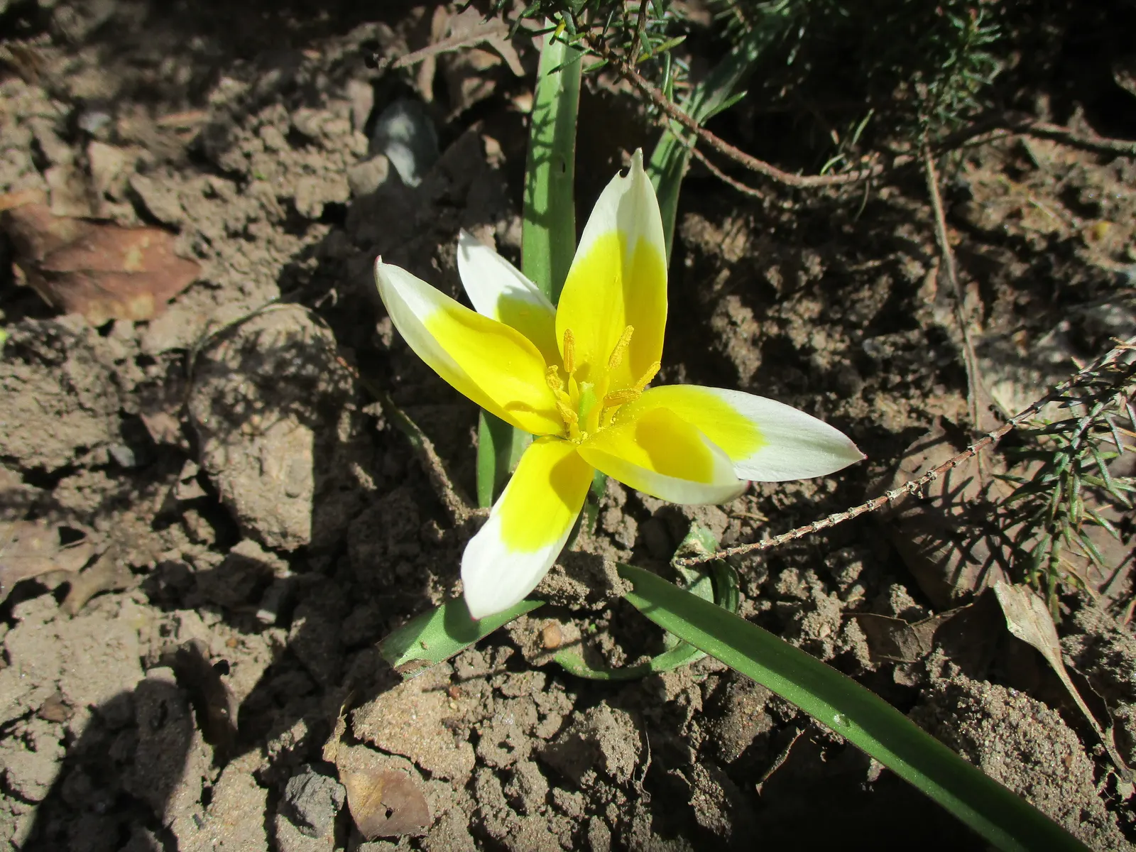 Botanical Tulip (Tulipa Turkestanica) — adorned with a yellow base; lending a touch of wild beauty to the cultivated garden landscape, image 98