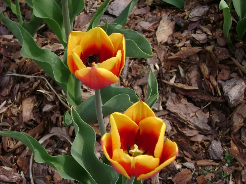 Botanical Tulip (Tulipa Turkestanica) — Ideal for rock gardens and front-of-border placement, offering a naturalized look, image 59