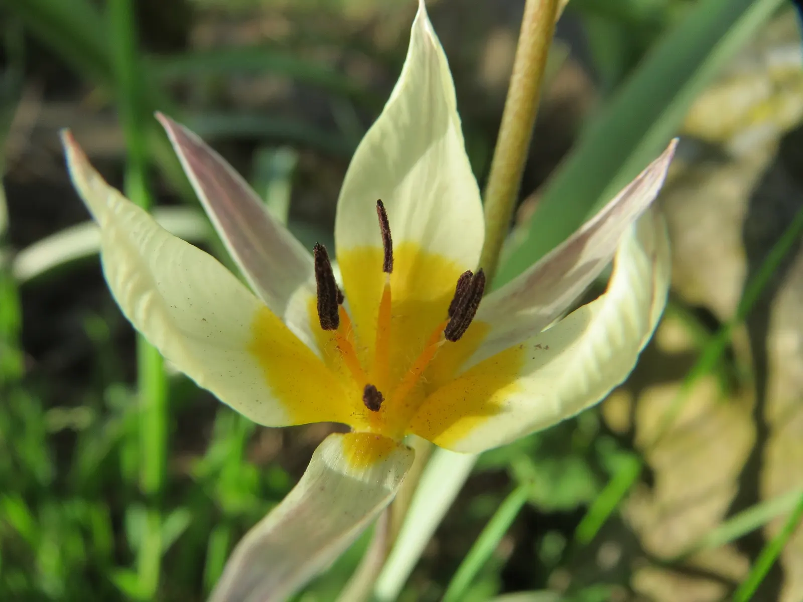Botanical Tulip (Tulipa Turkestanica) — and naturalized areas.<br><br>Growing to an approximate height of 6-10 inches; bulb for full or half, image 120