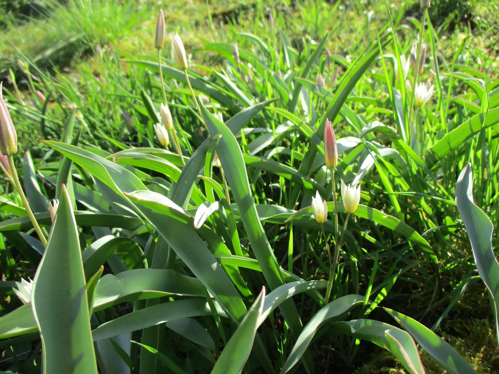 Botanical Tulip (Tulipa Turkestanica) — thriving in USDA hardiness zones 3-8; this diminutive tulip requires a well-drained soil medium that mimics, image 91