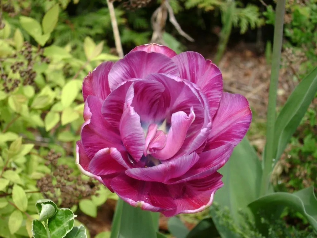 Botanical Tulip (Tulipa Turkestanica) — A low-maintenance, drought-tolerant early bloomer; and naturalized areas.<br><br>Growing to an approximate, image 87
