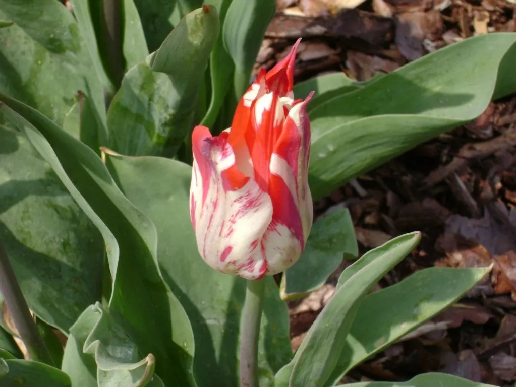 Botanical Tulip (Tulipa Turkestanica) — making it a low-maintenance option for busy gardeners, image 41