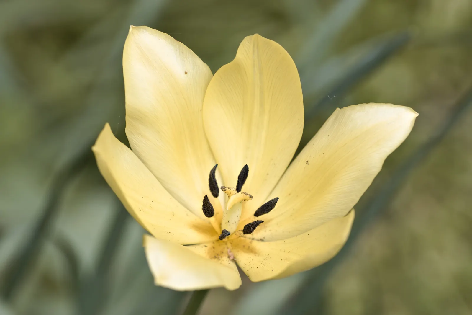Botanical Tulip (Tulipa Turkestanica) — Ideal for rock gardens and front-of-border placement, offering a naturalized look, image 32