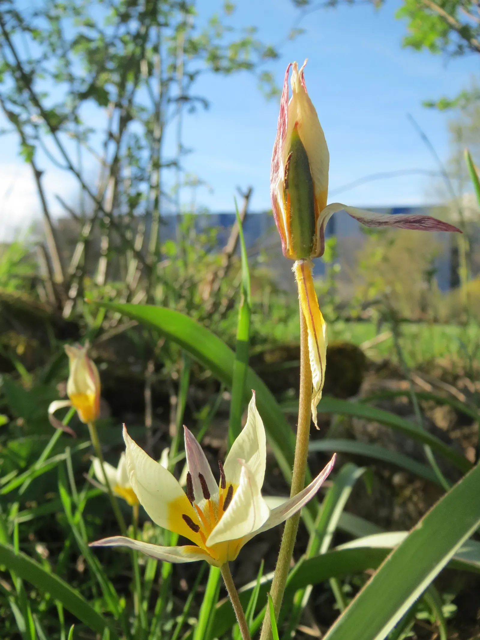Botanical Tulip (Tulipa Turkestanica) — bulb with white and yellow blooms; adorned with a yellow base, image 134