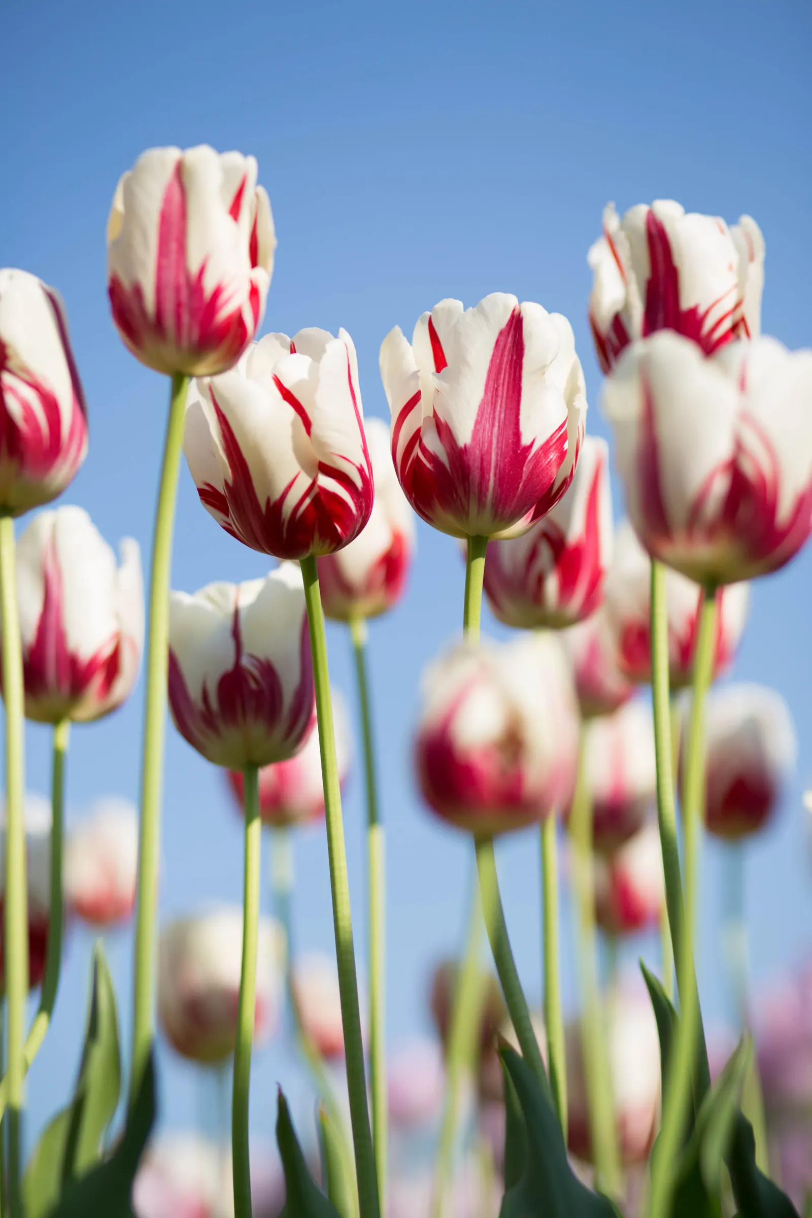 Botanical Tulip (Tulipa Turkestanica) — Tulipa turkestanica, or Botanical Tulip, is a delightful spring perennial, thriving in USDA zones 3-8, image 136