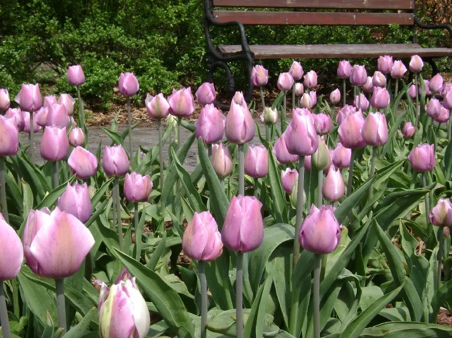 Botanical Tulip (Tulipa Turkestanica) — as it tends to self-seed and multiply, image 131