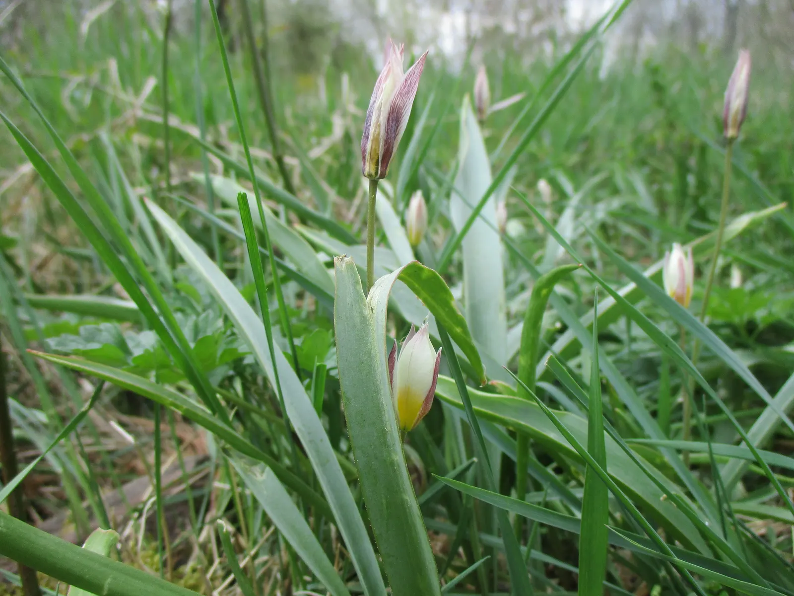 Botanical Tulip (Tulipa Turkestanica) — this diminutive tulip requires a well-drained soil medium that mimics its native rocky habitats; is a, image 121