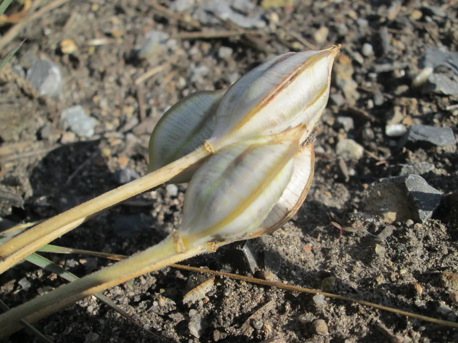 Botanical Tulip (Tulipa Turkestanica) — lending a touch of wild beauty to the cultivated garden landscape; bulb with white and yellow blooms