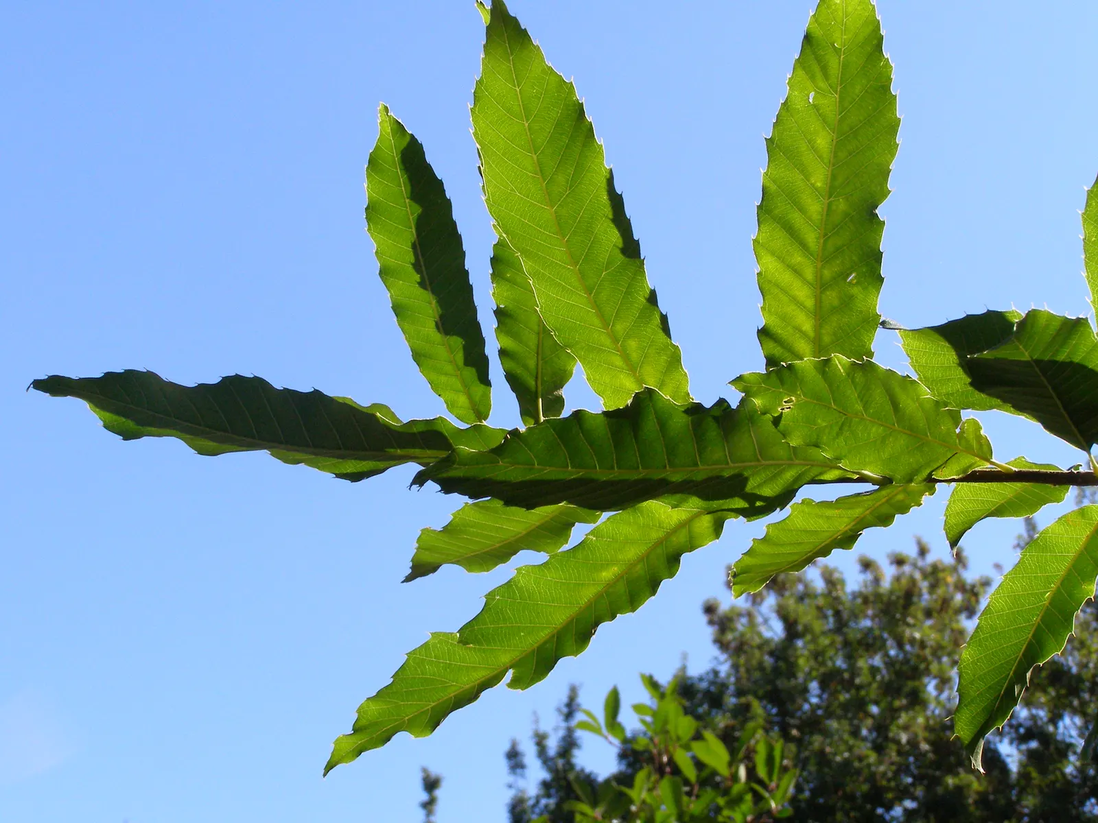 Sawtooth Oak (Quercus Acutissima) — this oak is valuable for creating shade; yielding 1-inch long nuts encased in a scaly cup