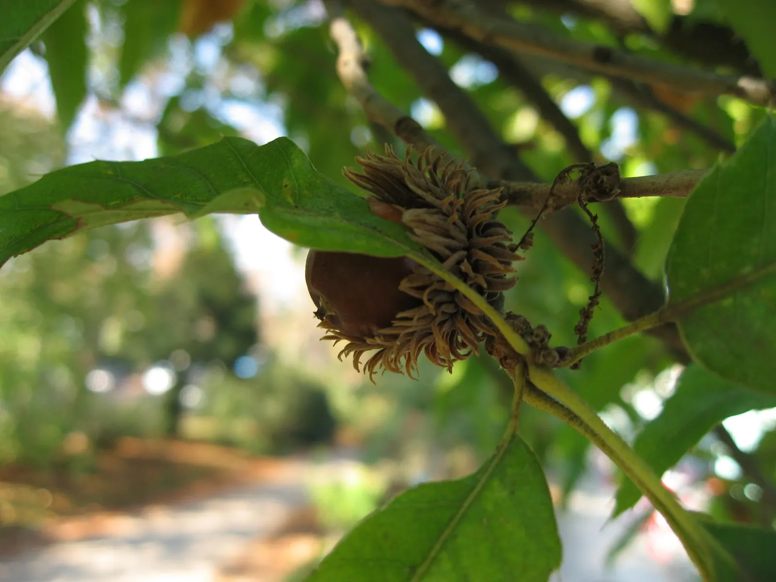 Sawtooth Oak (Quercus Acutissima) — Characterized by sharply-toothed