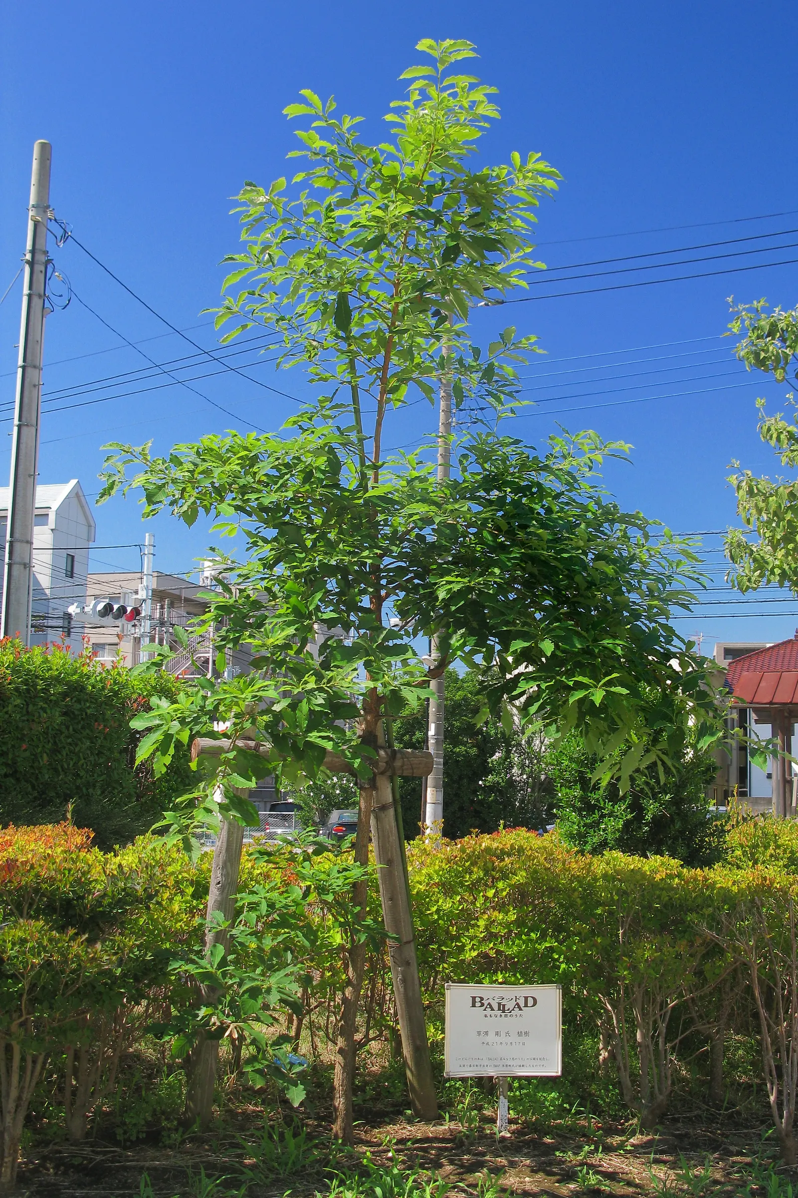 Sawtooth Oak (Quercus Acutissima) — making it suitable for urban environments; swiftly reaching 40-60 ft in height with a 40-60 ft spread