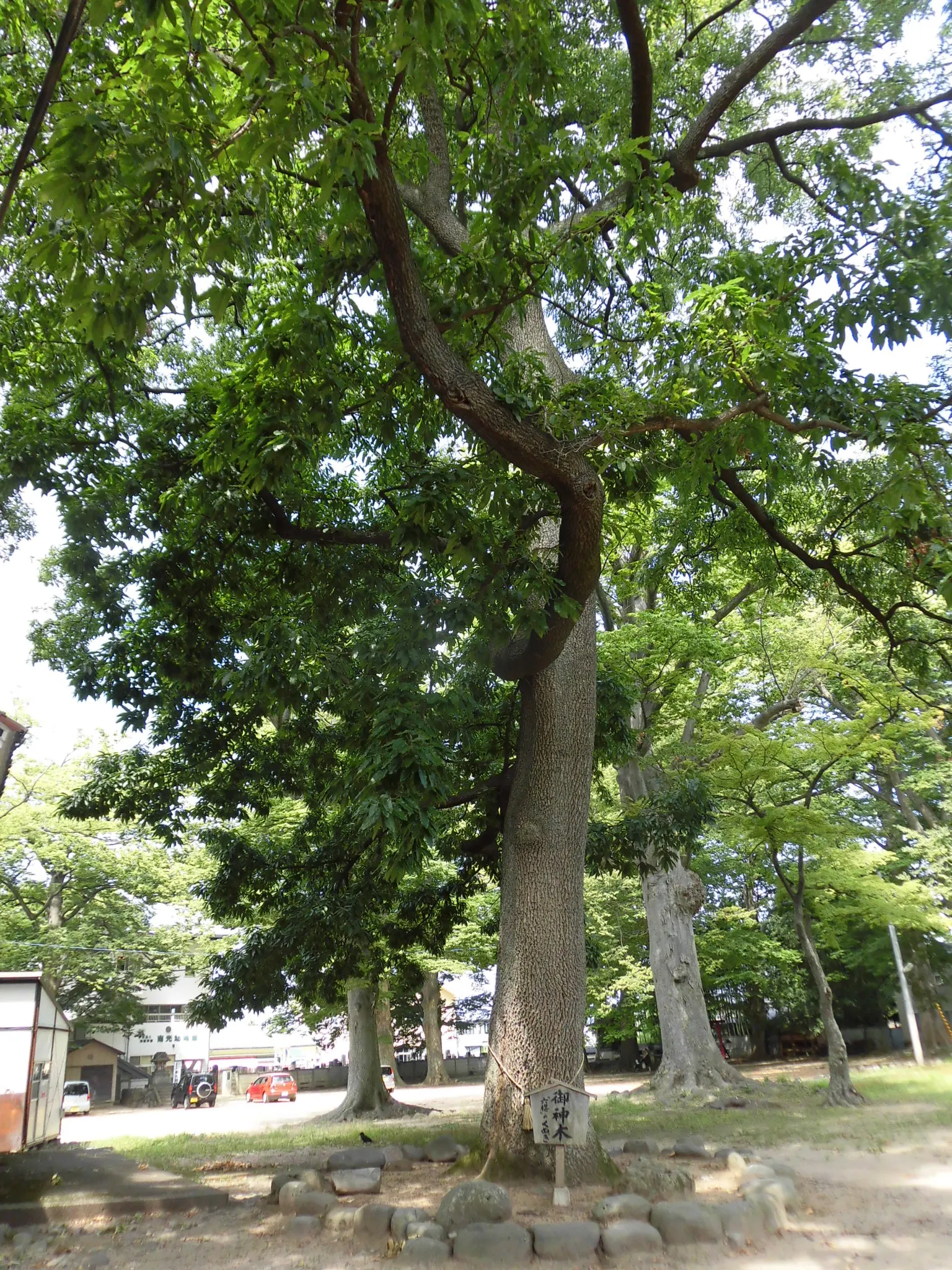 Sawtooth Oak (Quercus Acutissima) — pyramidal to rounded form; thrives in hardiness zones 5-9 and prefers full sun and well-drained soil