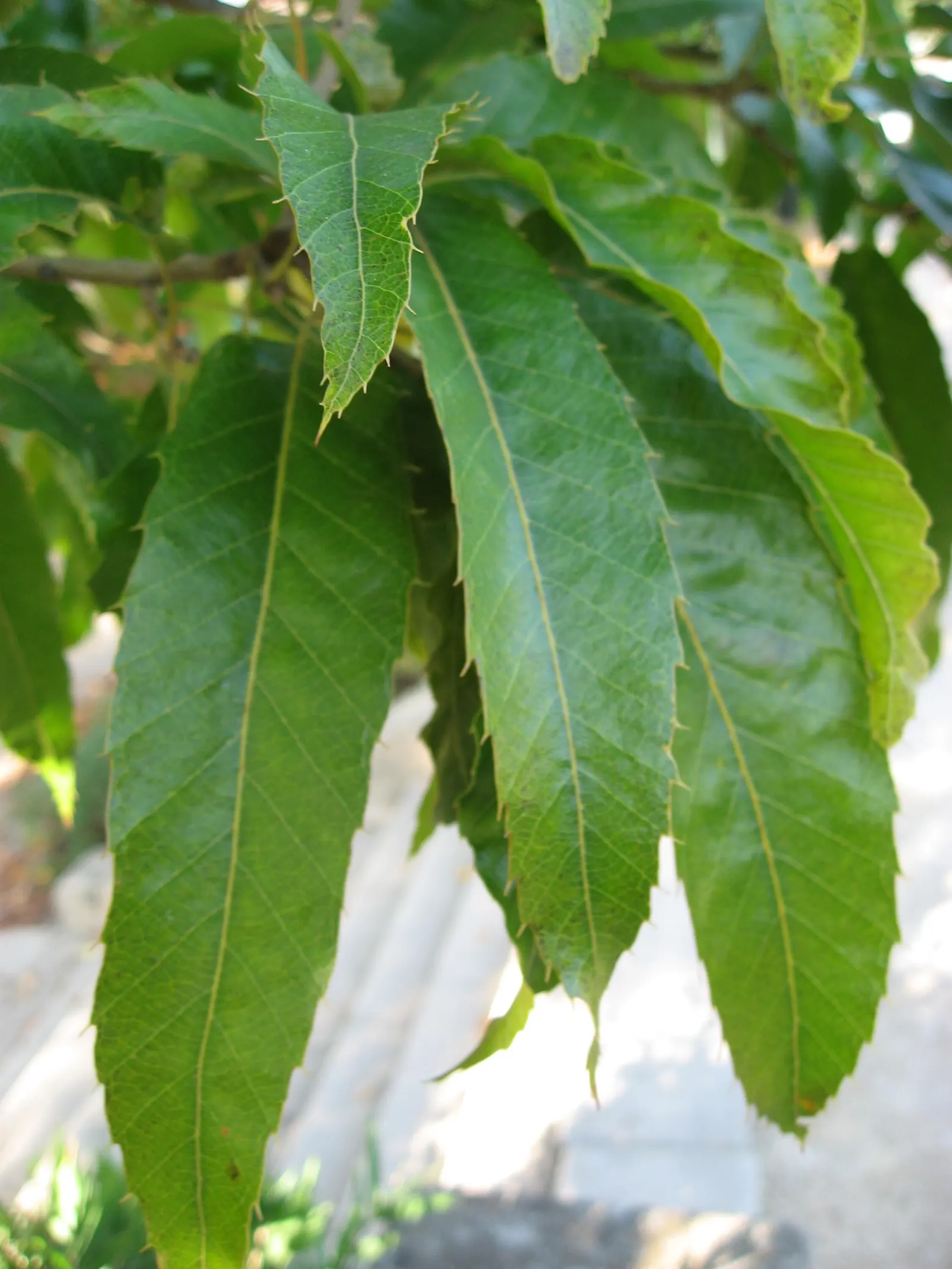 Sawtooth Oak (Quercus Acutissima) — making it suitable for urban environments