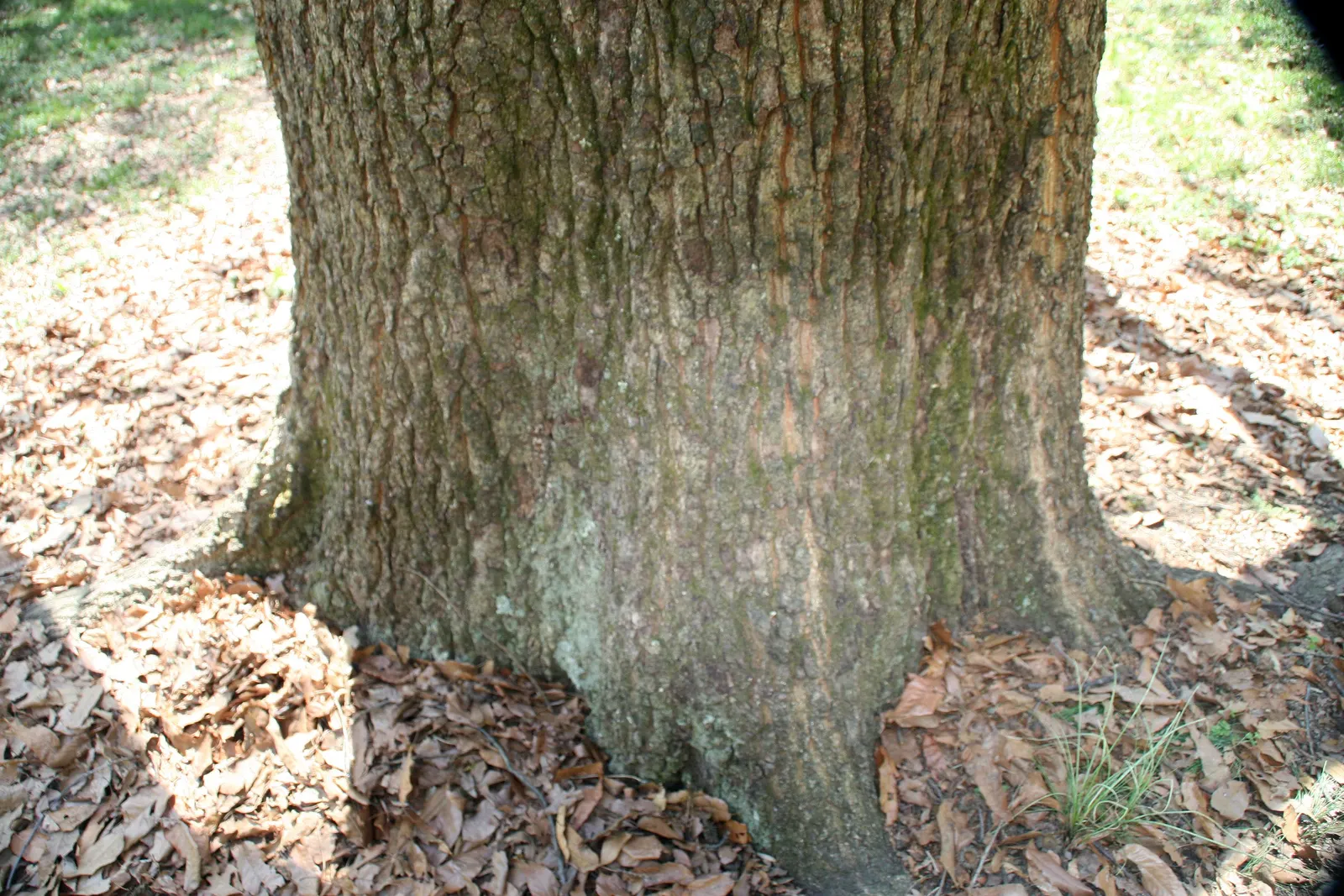 Sawtooth Oak (Quercus Acutissima) — which mimic the teeth of a saw blade; i'll provide a description for Quercus acutissima, image 54