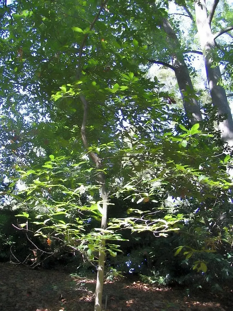 Sawtooth Oak (Quercus Acutissima) — offering a seasonal spectacle