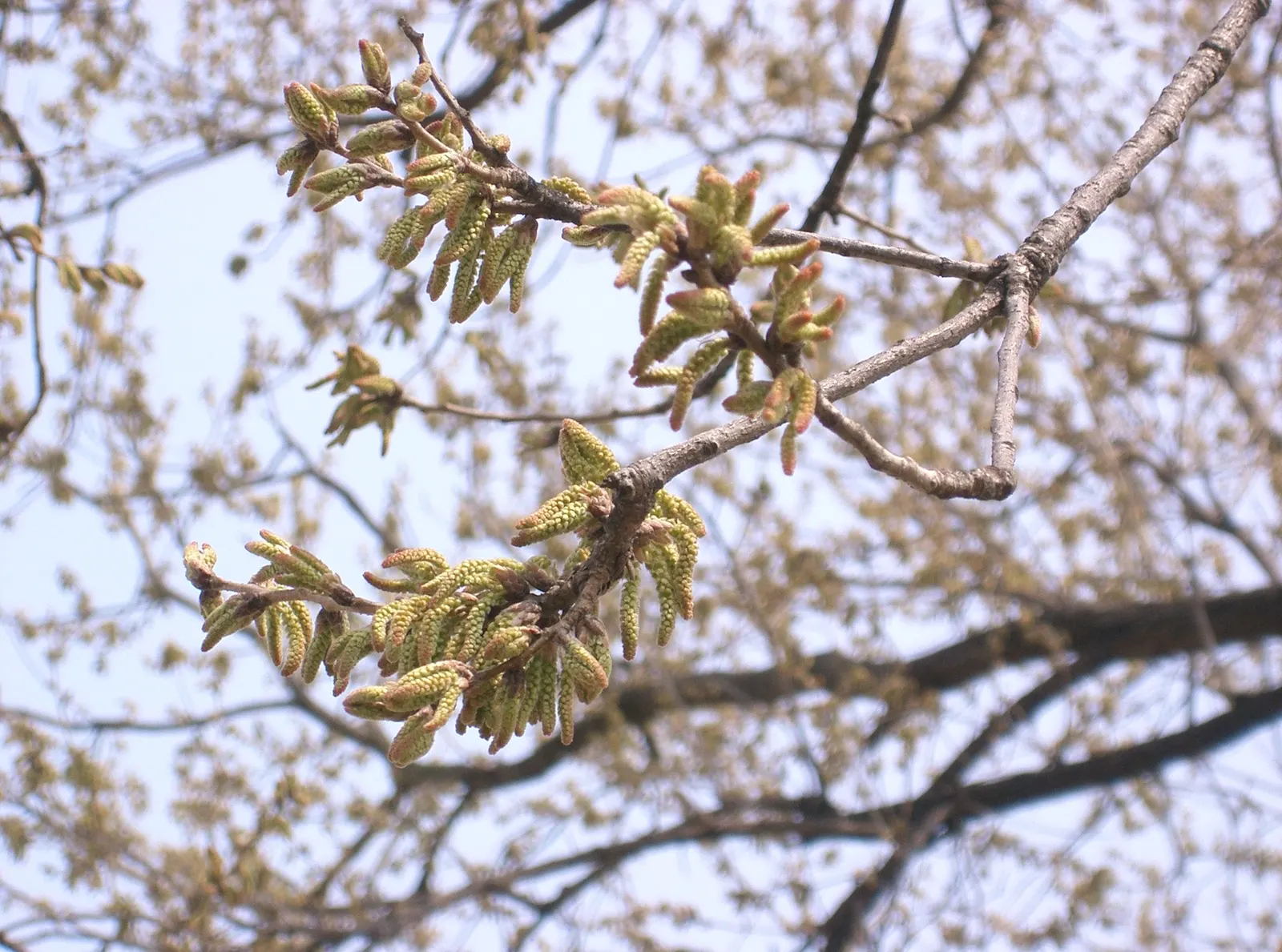 Sawtooth Oak (Quercus Acutissima) — swiftly reaching 40-60 ft in height with a 40-60 ft spread