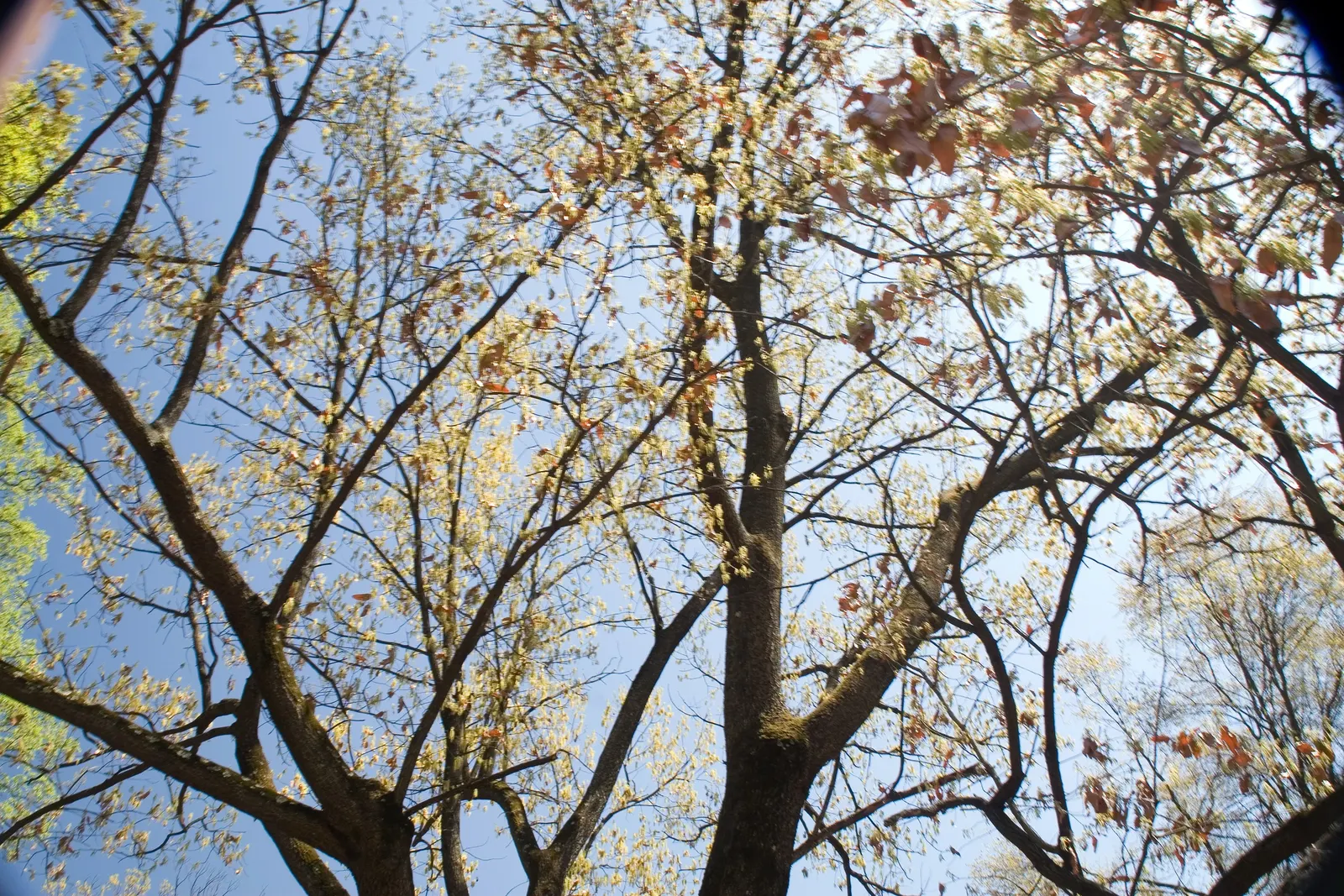 Sawtooth Oak (Quercus Acutissima) — tree for full or half; or even as a stately specimen for expansive lawns