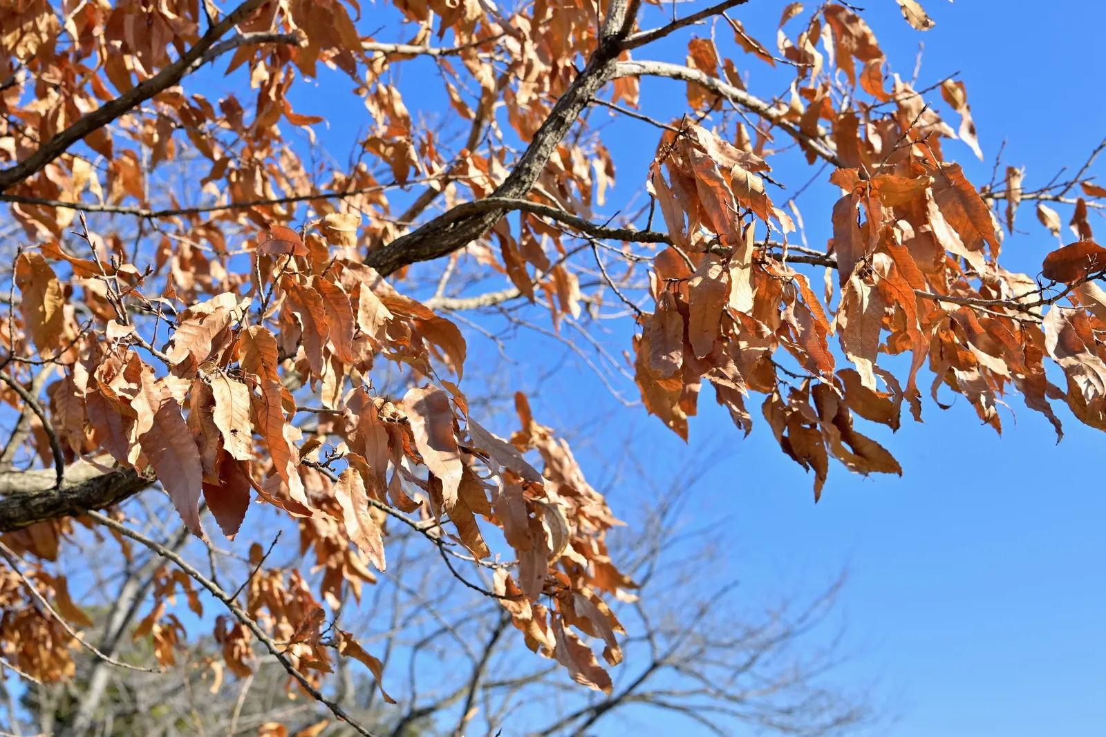 Sawtooth Oak (Quercus Acutissima) — Full sun exposure is ideal for optimal growth and acorn production.<br><br>For landscape designers