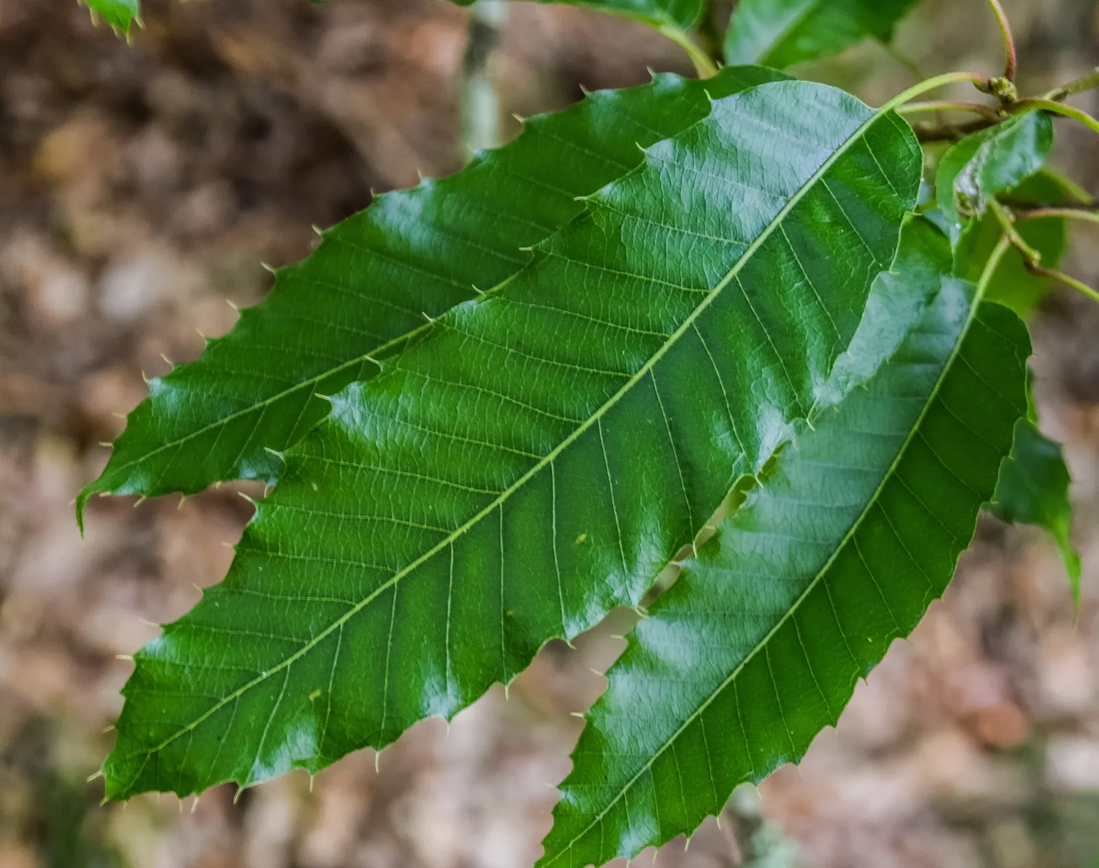 Sawtooth Oak (Quercus Acutissima) — pyramidal to rounded form