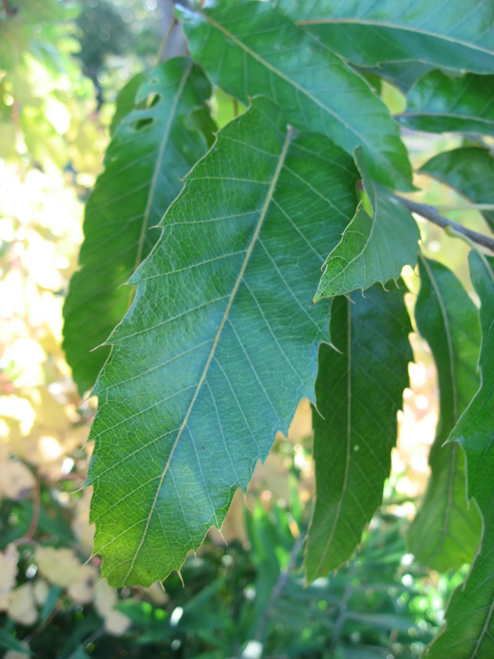 Sawtooth Oak (Quercus Acutissima) — Acorns attract wildlife, making it an excellent choice for naturalistic landscapes