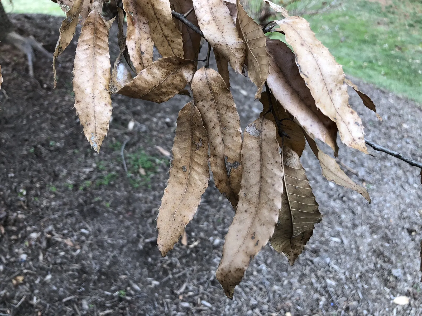Sawtooth Oak (Quercus Acutissima) — guaranteeing the Sawtooth Oak's establishment and longevity in their garden; beginning when the tree is about 15 years old