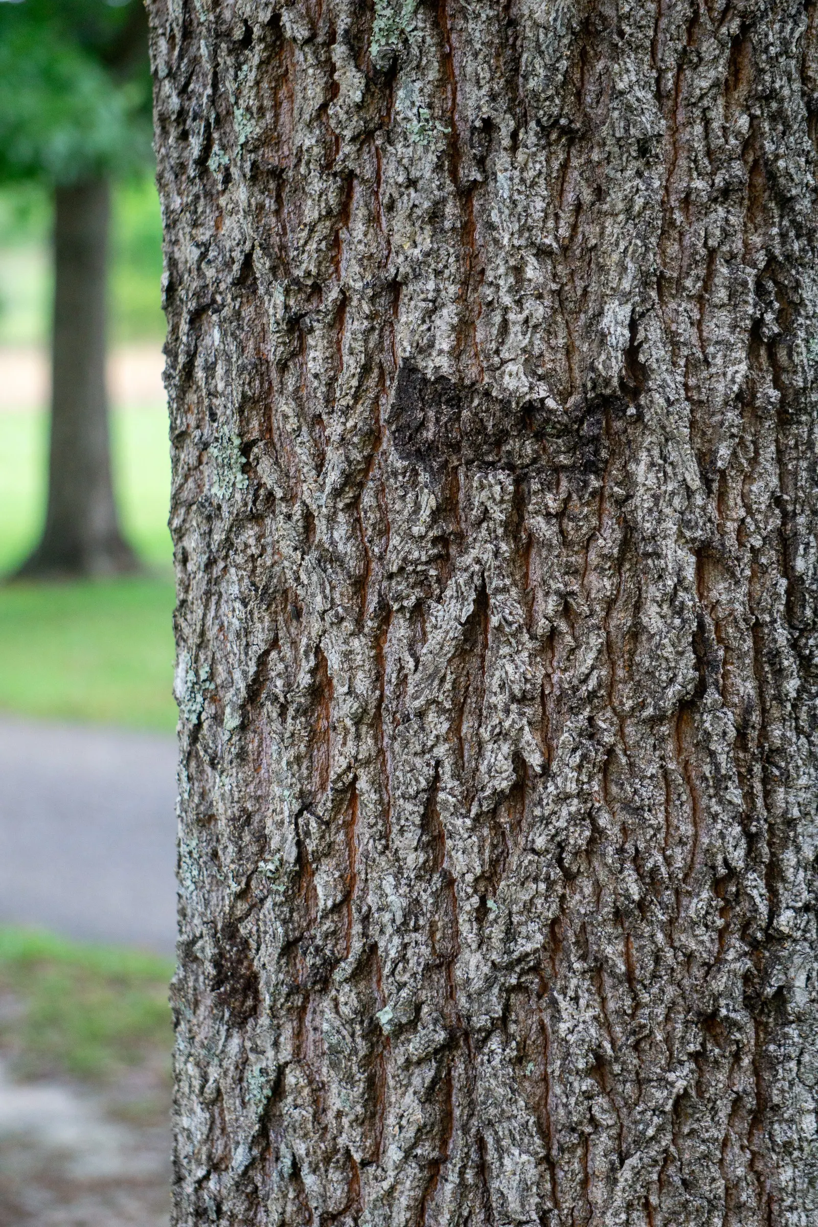 Sawtooth Oak (Quercus Acutissima) — or even as a stately specimen for expansive lawns; guaranteeing the Sawtooth Oak's establishment and longevity in their