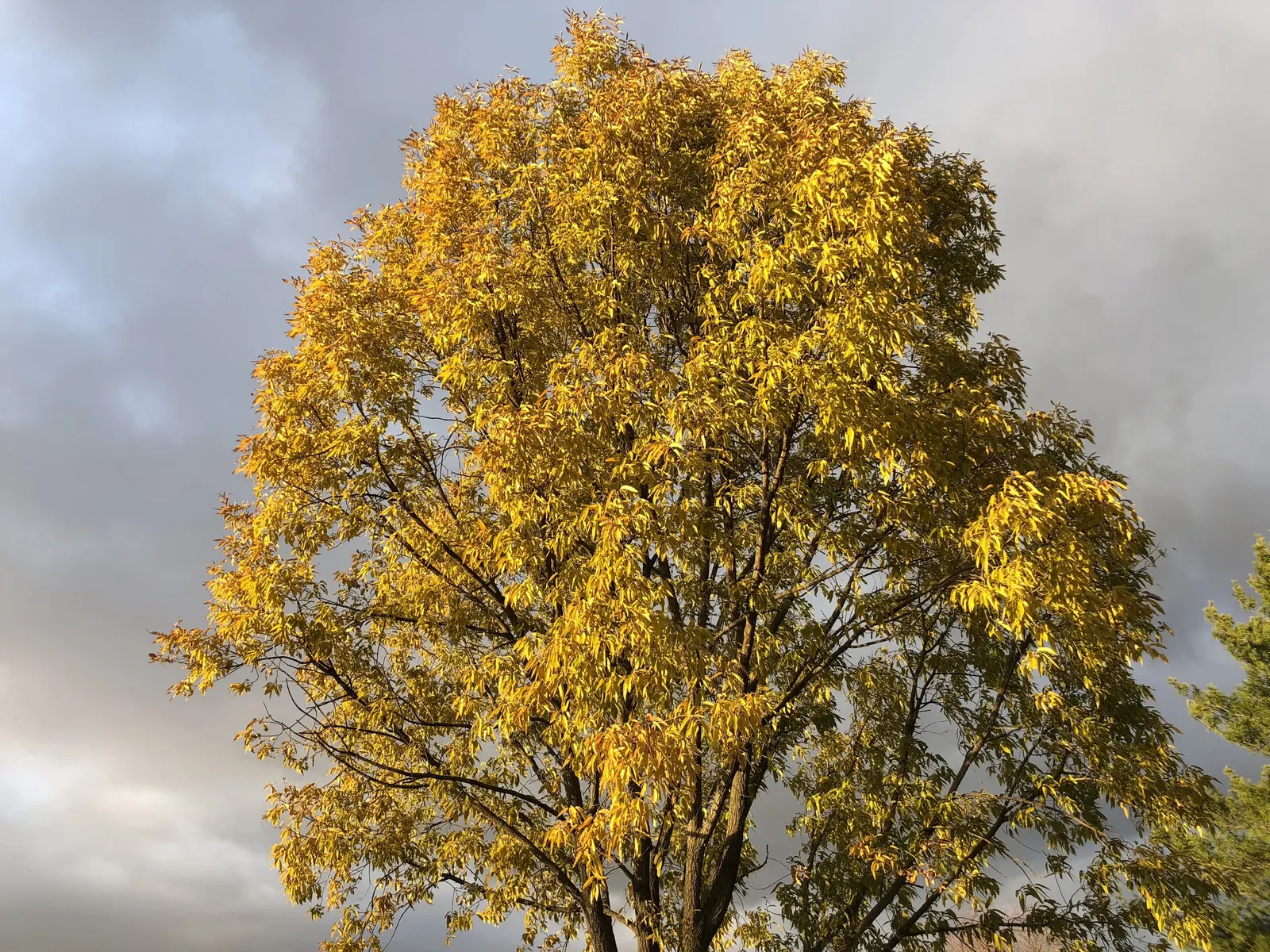 Sawtooth Oak (Quercus Acutissima) — beginning when the tree is about 15 years old