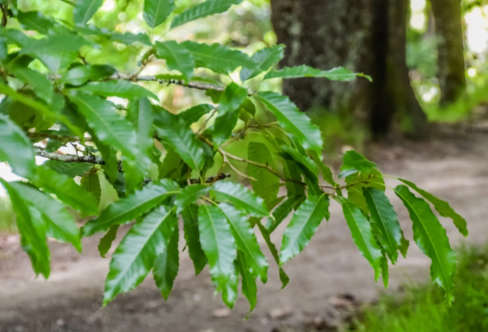 Sawtooth Oak (Quercus Acutissima) — offering a seasonal spectacle, image 58